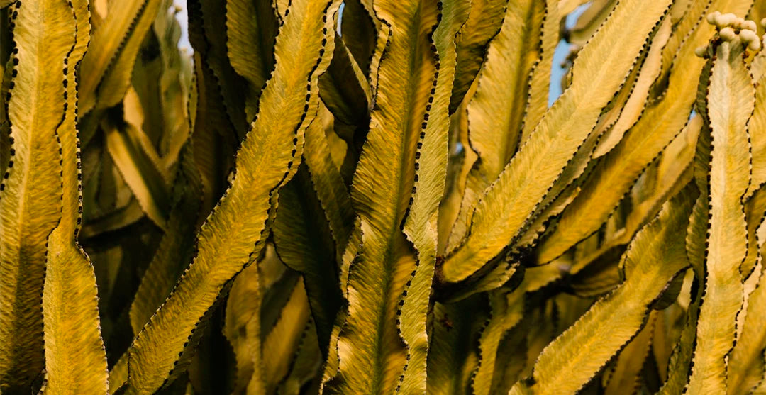 <h4><strong>Jengibre, capsaicina y algas marinas:</strong></h4>