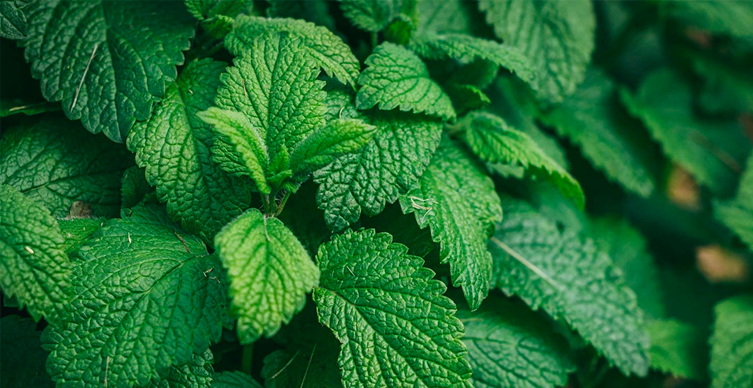 <h4><strong>Mentol:</strong></h4>